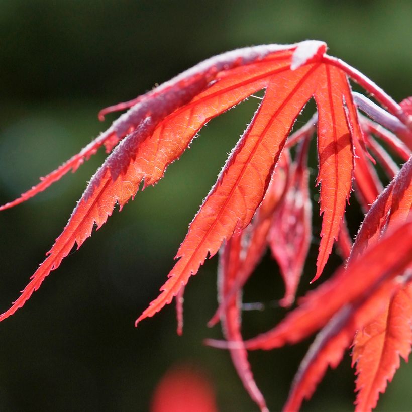 Acer palmatum Dissectum Inaba-Shidare - Japanese Maple (Foliage)