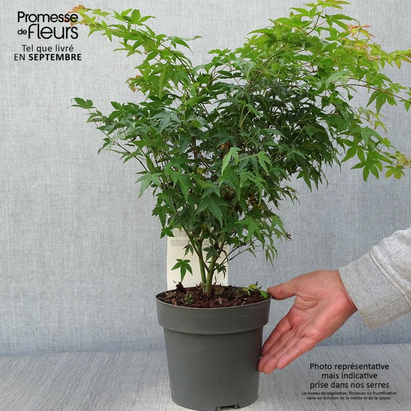 Érable du Japon - Acer palmatum Little Princess en pot de 2L/3L sample as delivered in autumn