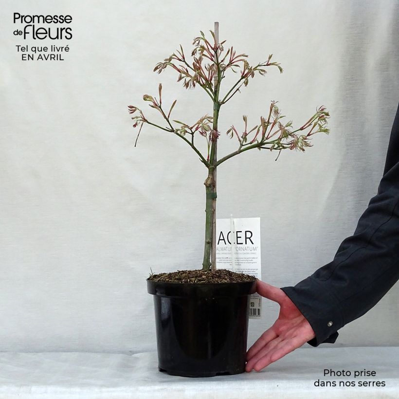 Acer palmatum Dissectum Ornatum - Japanese Maple sample as delivered in spring