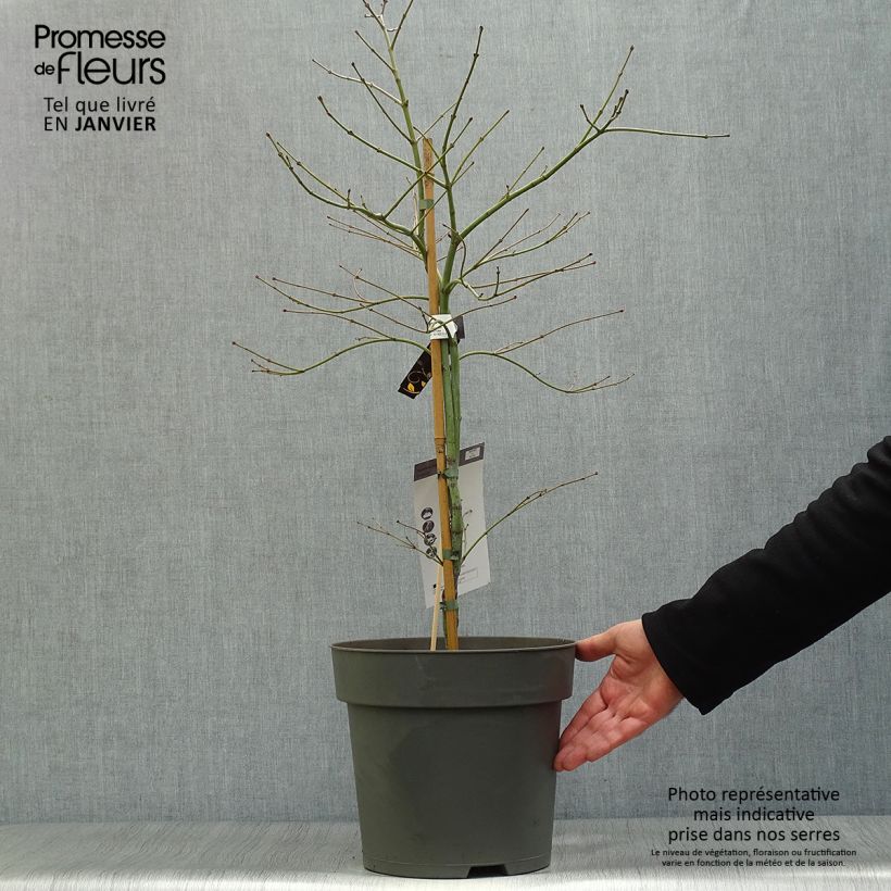 Erable du Japon - Acer palmatum Ornatum Pot de 10L sample as delivered in winter