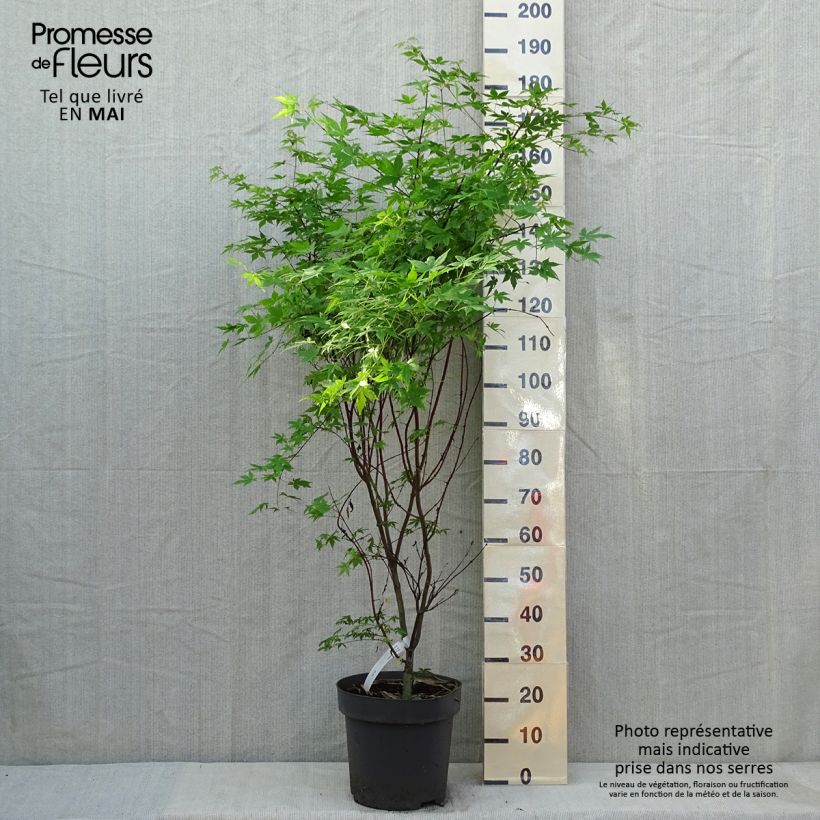 Acer palmatum Osakazuki - Japanese Maple sample as delivered in spring
