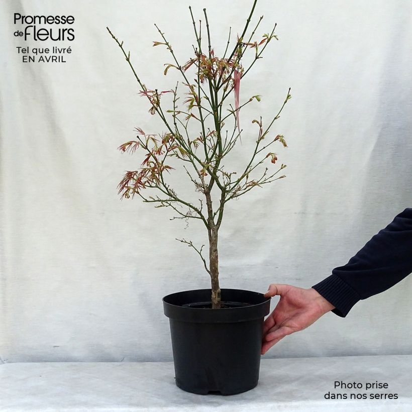 Acer palmatum Red Pygmy - Japanese Maple sample as delivered in spring