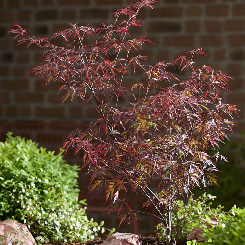 Acer palmatum Royal Garnet (Plant habit)