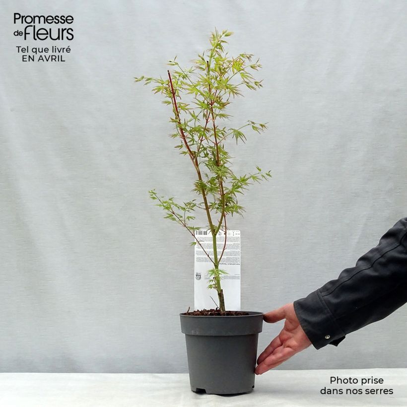 Acer palmatum Sangokaku - Japanese Maple sample as delivered in spring