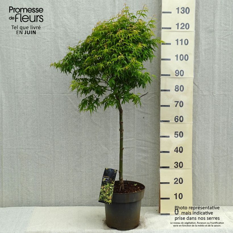 Acer palmatum Sharps Pygmy - Japanese Maple 7.5L/10L potShipped height around 50/60cm sample as delivered in spring