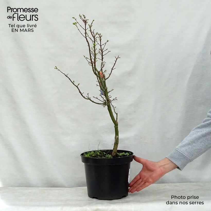 Acer palmatum Shishigashira - Japanese Maple sample as delivered in spring