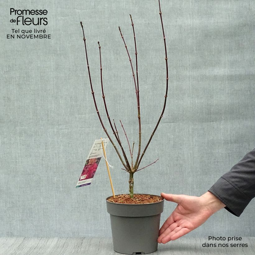 Erable du Japon - Acer palmatum Skeeter's Broom Pot de 3L/4L sample as delivered in autumn