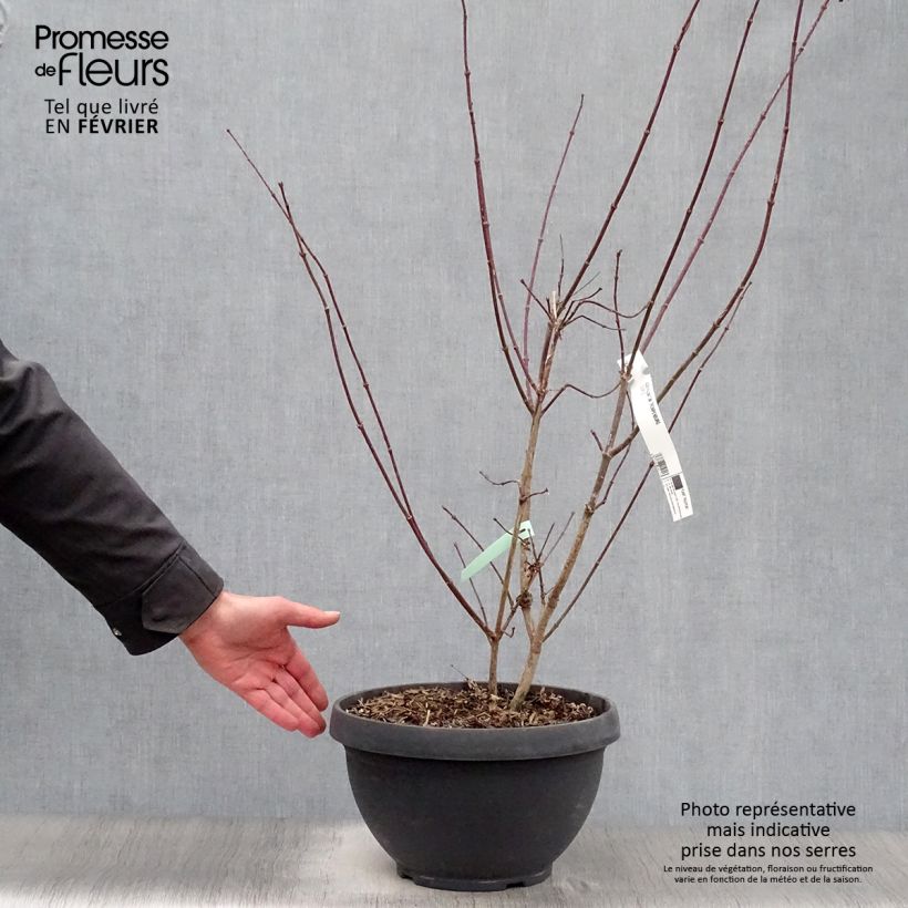 Erable du Japon - Acer palmatum Trompenburg en pot de 6L/7L sample as delivered in winter