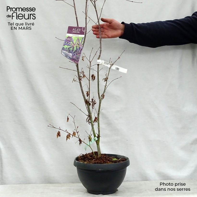 Acer palmatum Trompenburg - Japanese Maple sample as delivered in spring