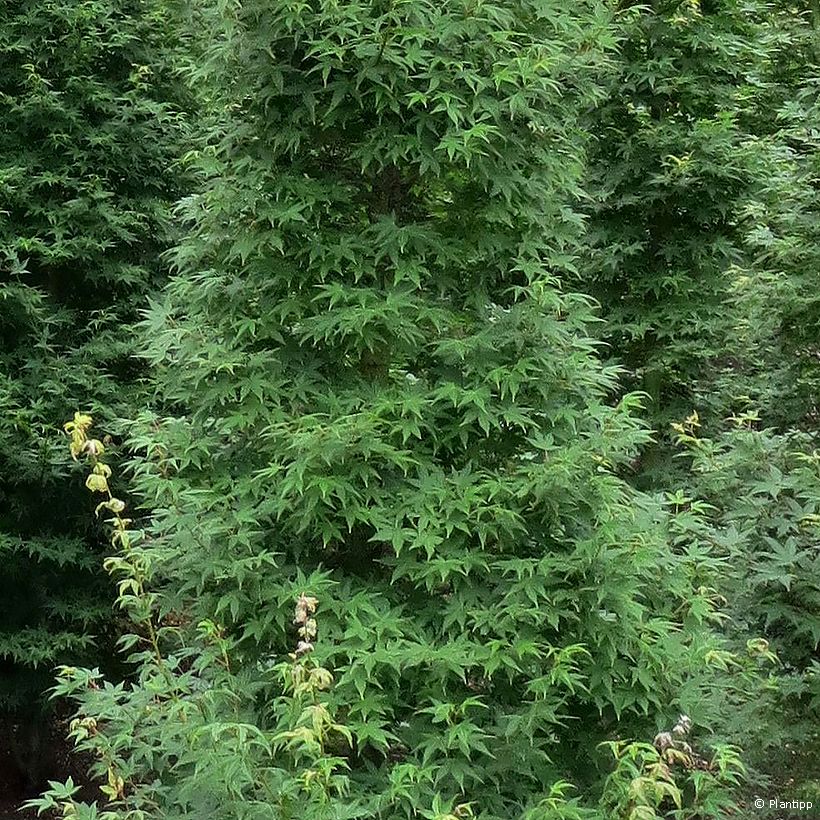 Acer palmatum Tsukasa Silhouette - Japanese Maple (Foliage)