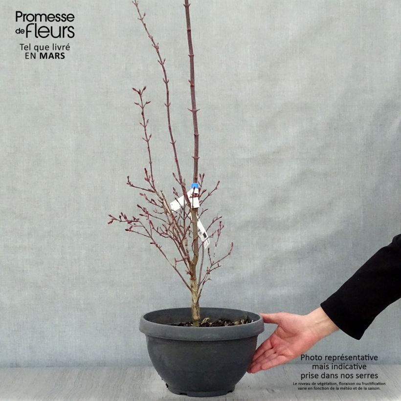 Acer palmatum Twomblys Red Sentinel - Japanese Maple sample as delivered in spring