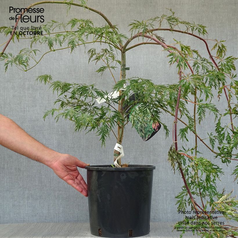 Erable du Japon - Acer pseudosieboldianum Ice dragon Pot de 12L/15L sample as delivered in autumn