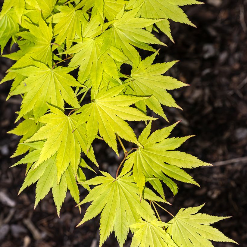 Acer shirasawanum Jordan - Japanese Maple (Foliage)