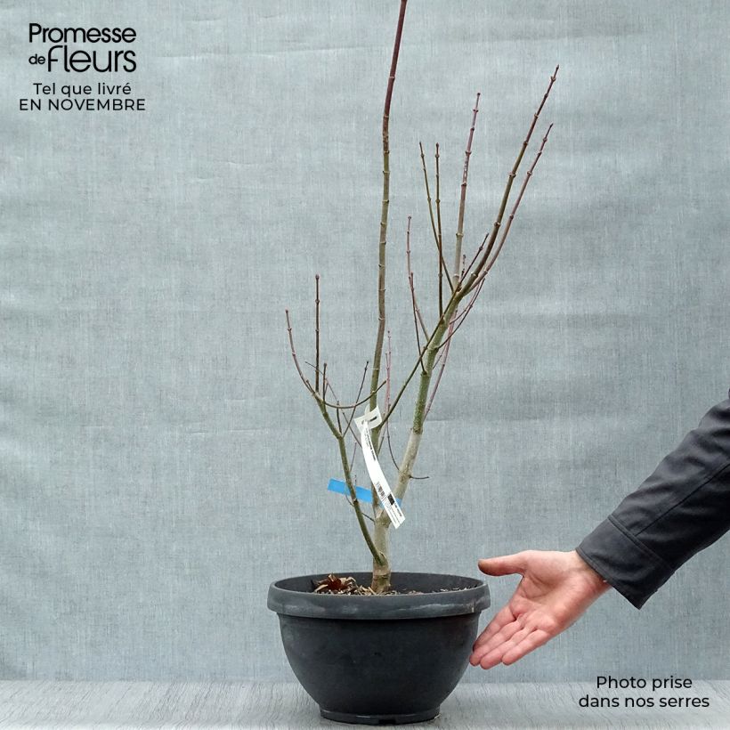 Erable du Japon - Acer shirasawanum Jordan en coupe de 7,5L/10L sample as delivered in autumn