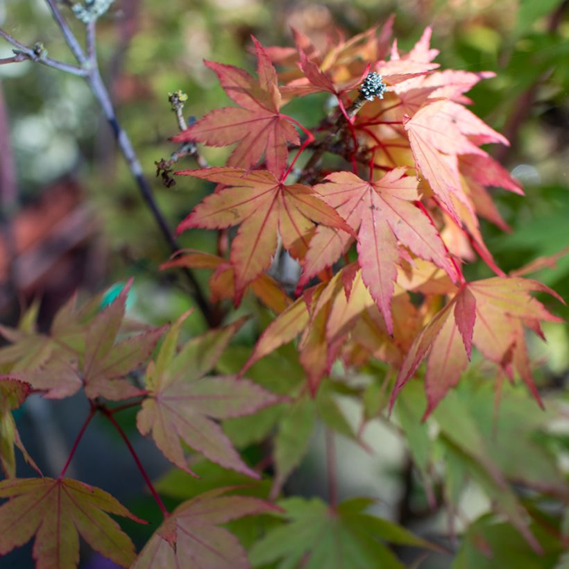 Acer shirasawanum Moonrise Munn001 - Japanese Maple (Foliage)