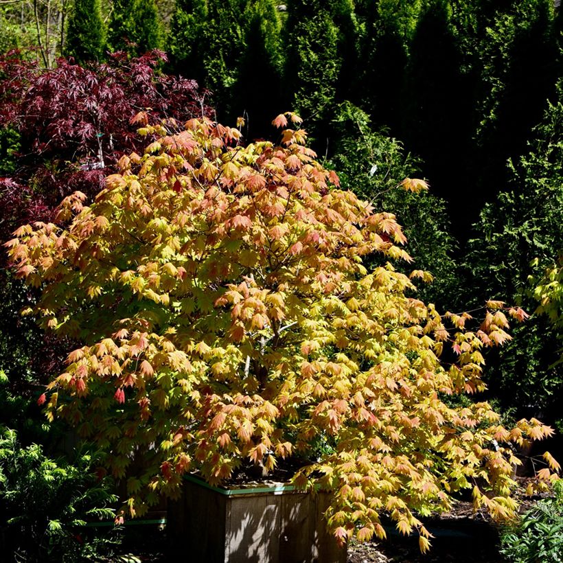 Acer shirasawanum Moonrise Munn001 - Japanese Maple (Plant habit)