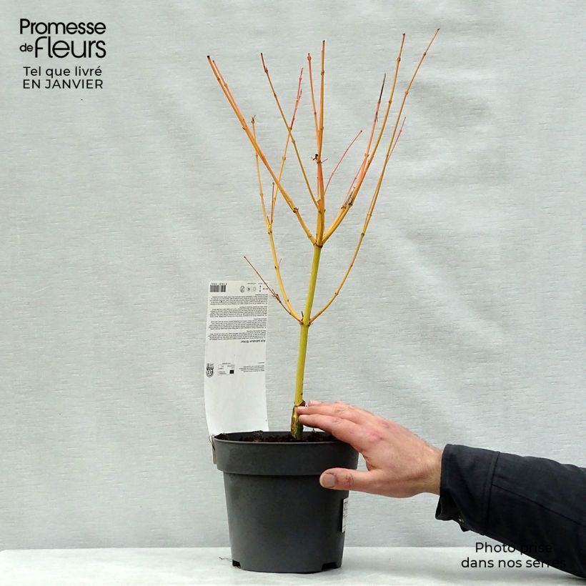 Érable du Japon Bi Hoo - Acer palmatum en pot de 2L/3L sample as delivered in winter