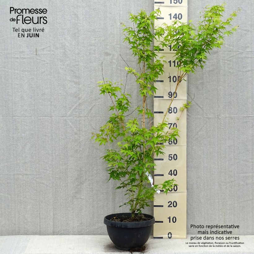 Acer palmatum Bi Hoo - Japanese Maple 7.5L/10L bowl sample as delivered in summer