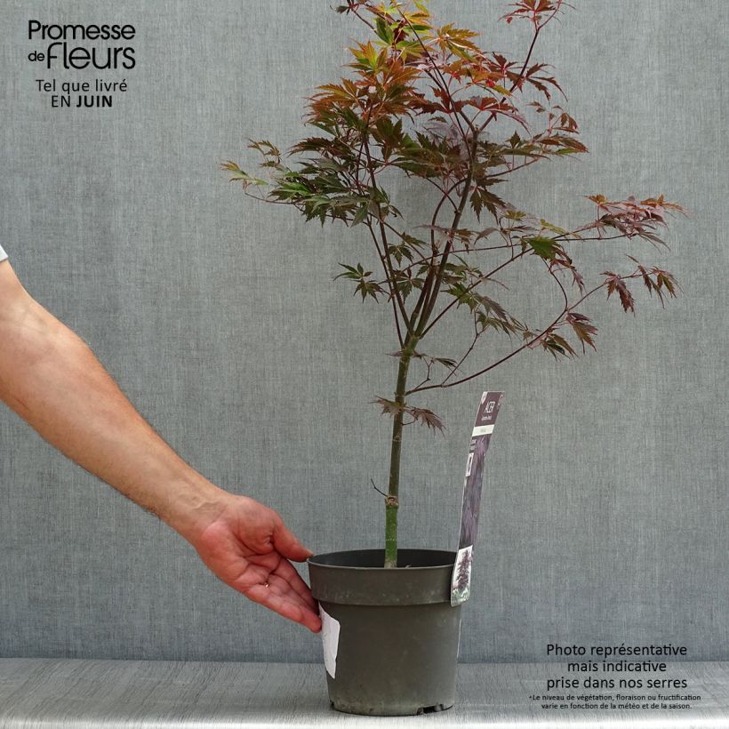 Acer palmatum Black Lace - Japanese Maple 2L/3L potShipped height around 40/50cm sample as delivered in summer