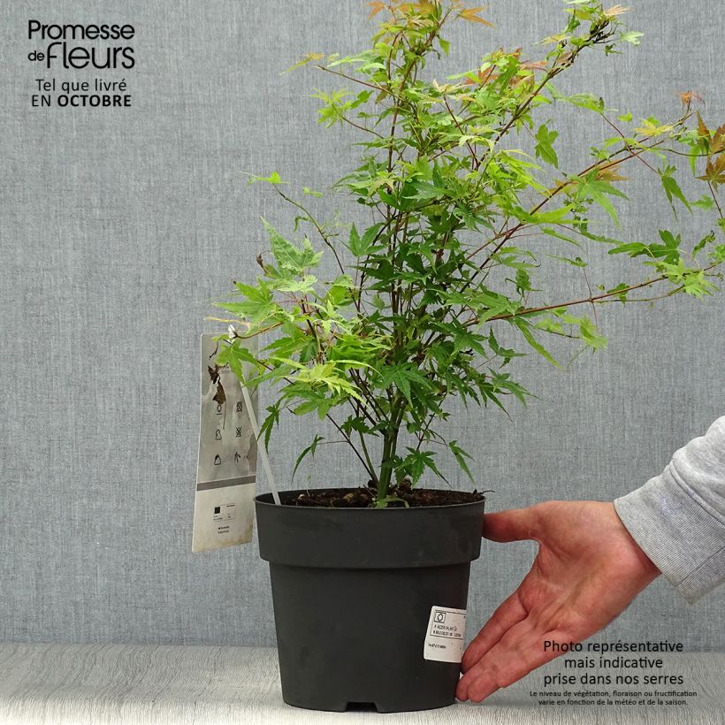 Érable du Japon Phoenix - Acer palmatum Pot de 2L/3L sample as delivered in autumn