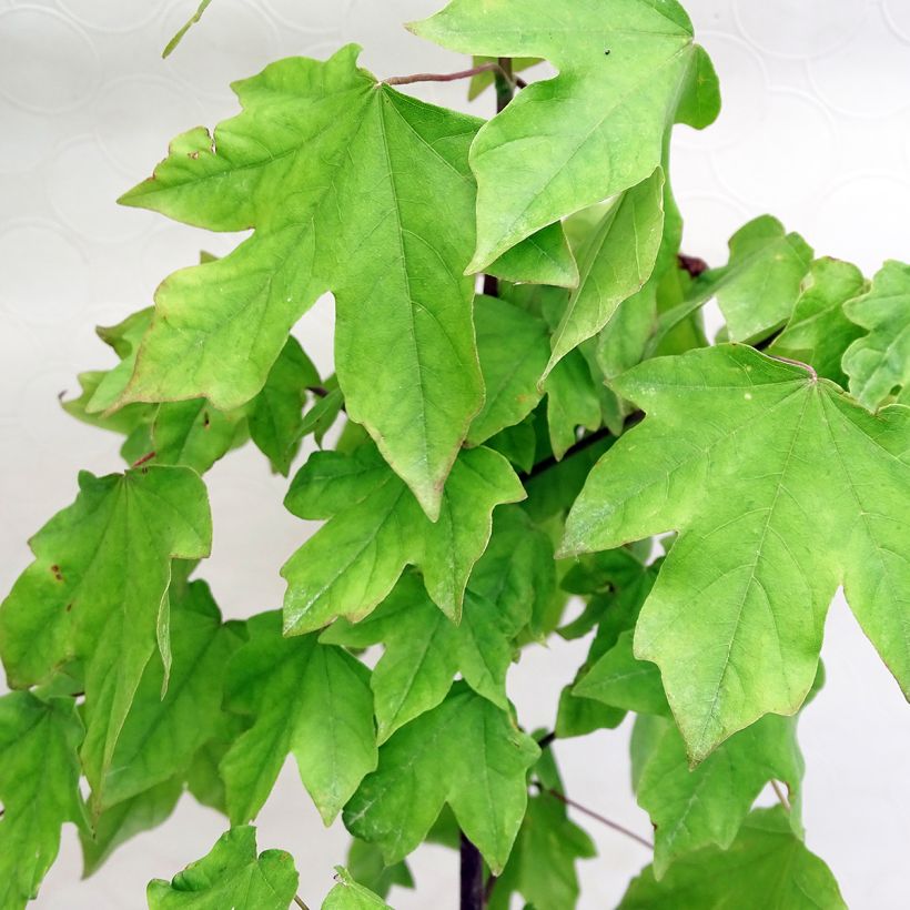 Acer Orientalia Minorient - Maple (Foliage)
