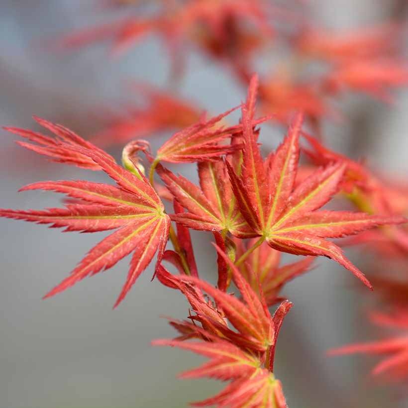Acer palmatum Wilson's Pink Dwarf - Japanese Maple (Foliage)