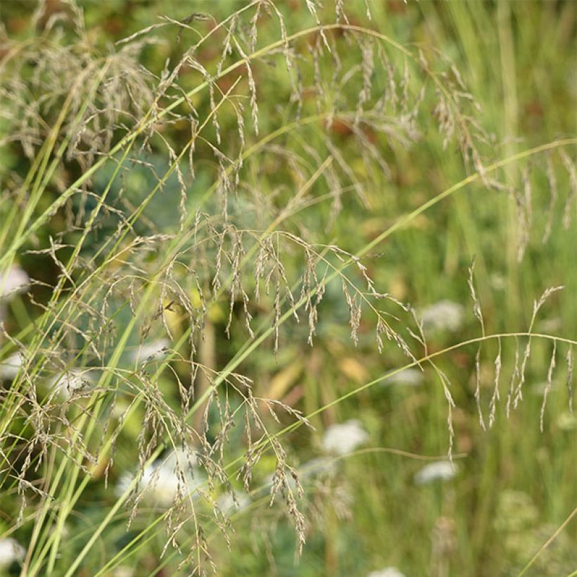 Eragrostis curvula (Flowering)