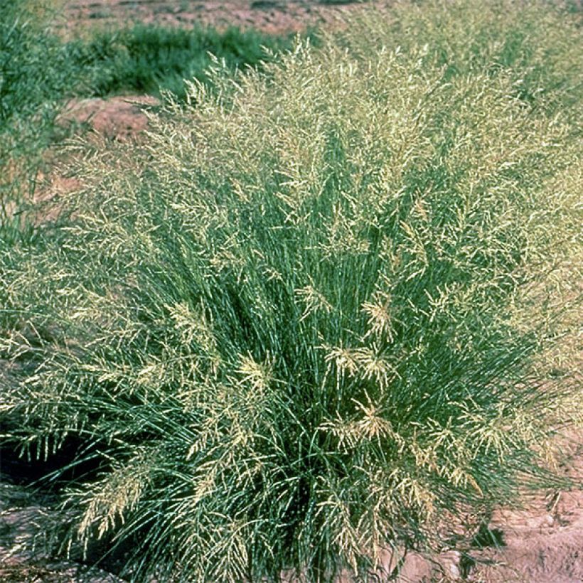Eragrostis curvula (Plant habit)
