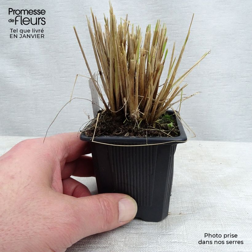 Eragrostis curvula - Herbe d'amour Godet de 8/9 cm sample as delivered in winter