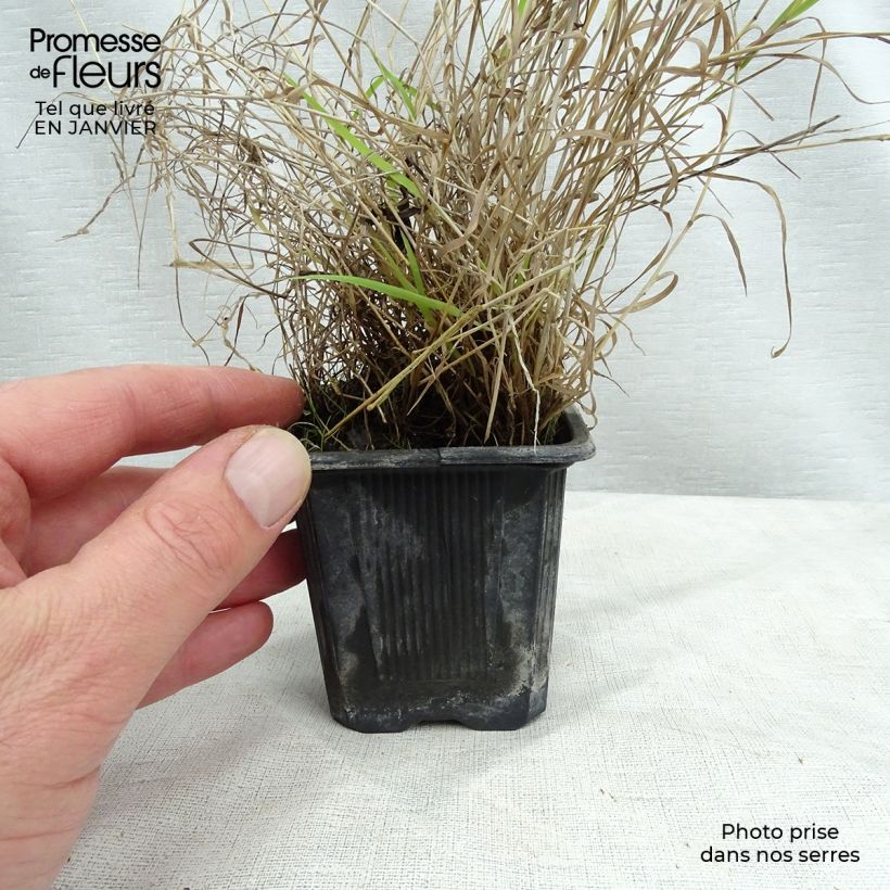 Eragrostis trichodes - Herbe d'amour Godet de 8 cm sample as delivered in winter