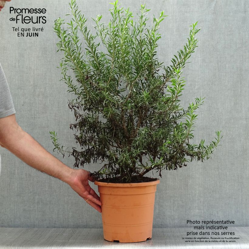 Eremophila maculata Aurea - Eremophile tacheté - Pot de 7,5L/10L sample as delivered in summer