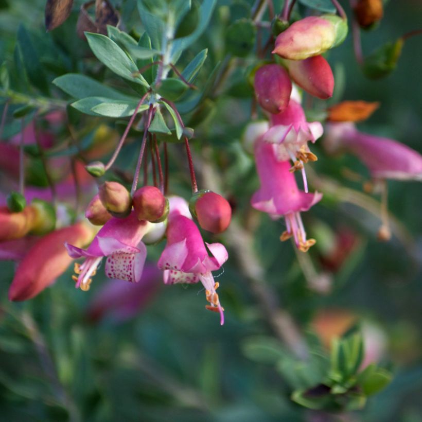 Eremophila maculata - Spotted emu bush (Flowering)