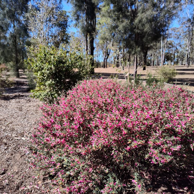 Eremophila maculata - Spotted emu bush (Plant habit)