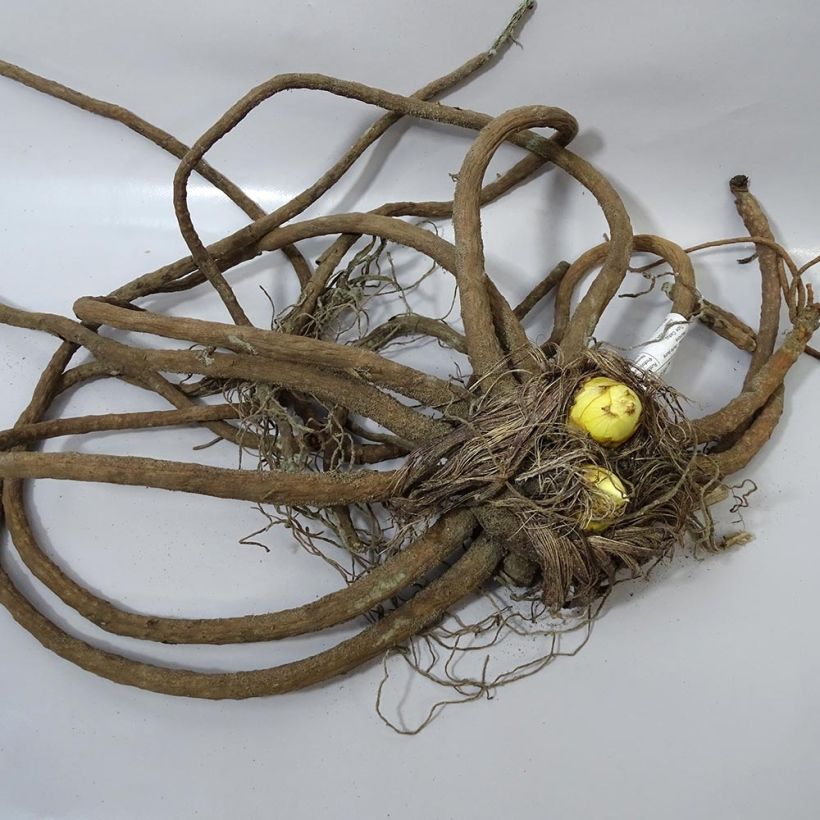 Example of Eremurus stenophyllus Moneymaker - Foxtail Lily specimen as delivered