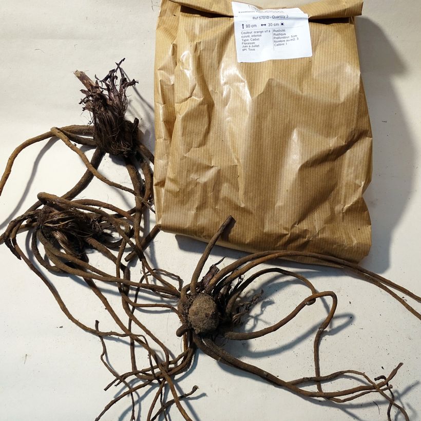 Example of Eremurus isabellinus Pinokkio - Foxtail Lily specimen as delivered
