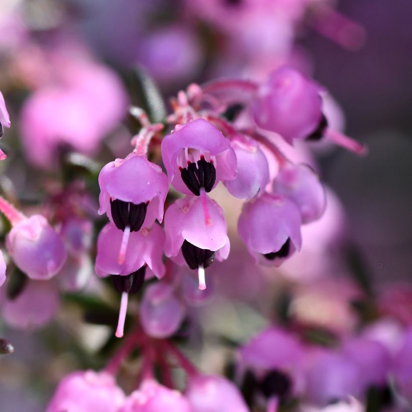 Erica canaliculata - Heath (Flowering)