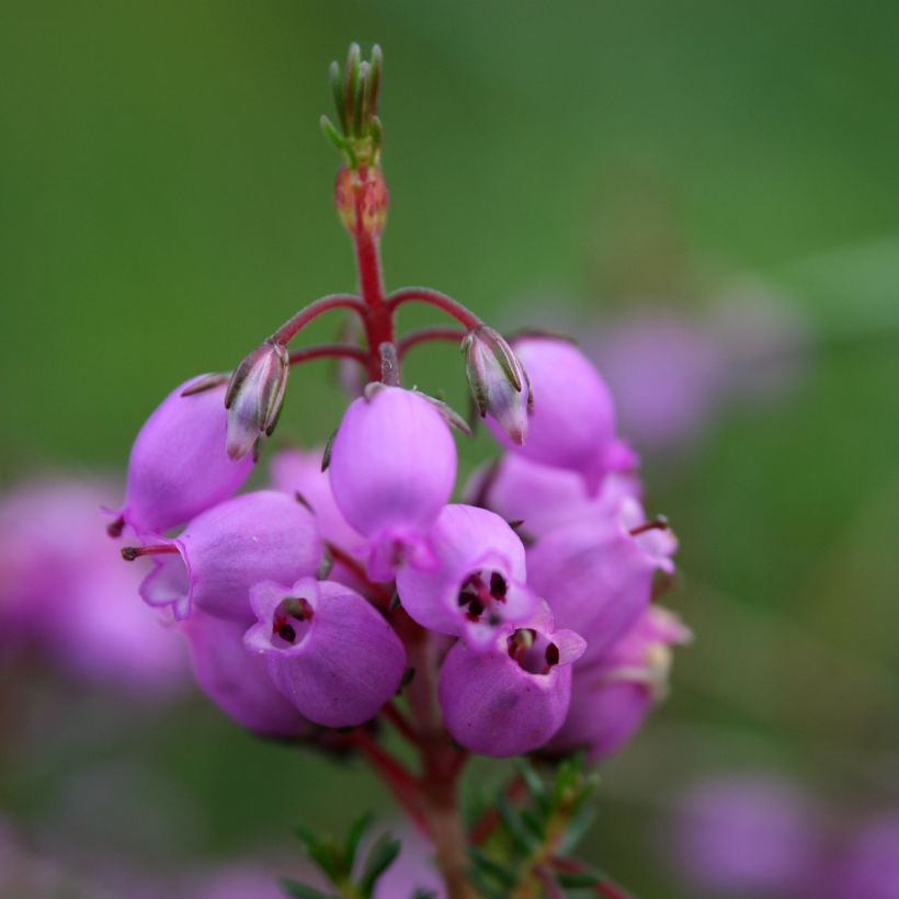 Erica cinerea - Winter Heath (Flowering)