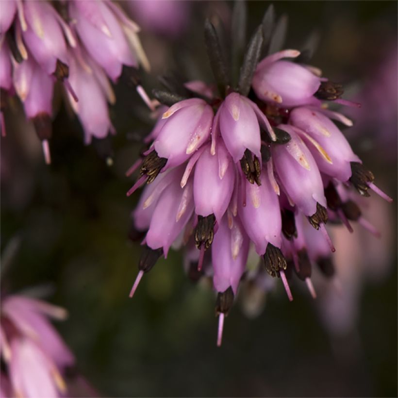 Darley Heath - Erica darleyensis Furzey (Flowering)