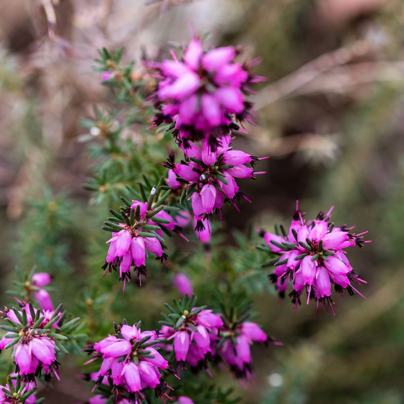 Erica x darleyensis J.W. Porter - Winter Heath (Flowering)