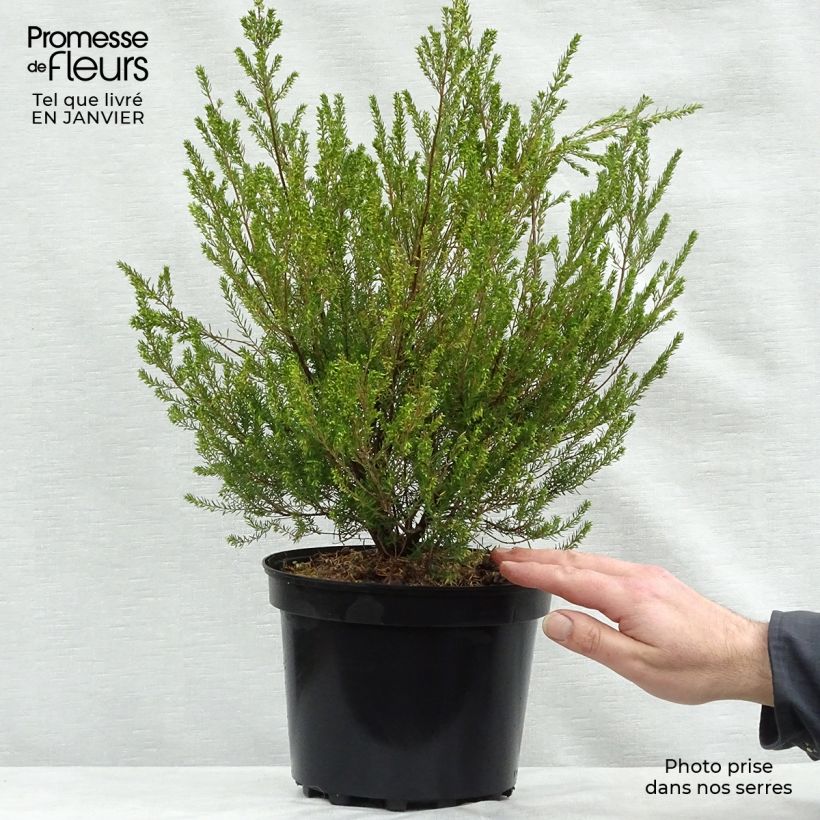 Bruyère de l'ouest - Erica mediterranea Pot de 3L/4L sample as delivered in winter