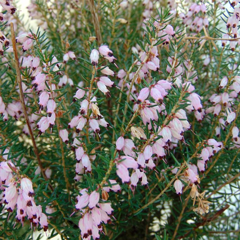 Erica mediterranea - Irish Heath (Flowering)