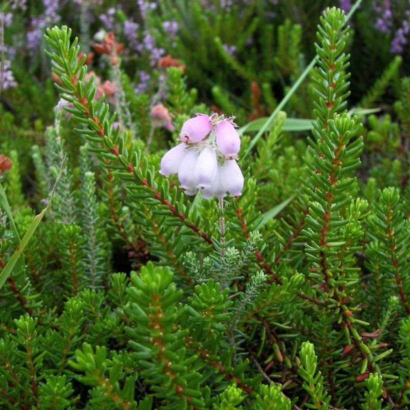 Erica tetralix - Heath (Foliage)