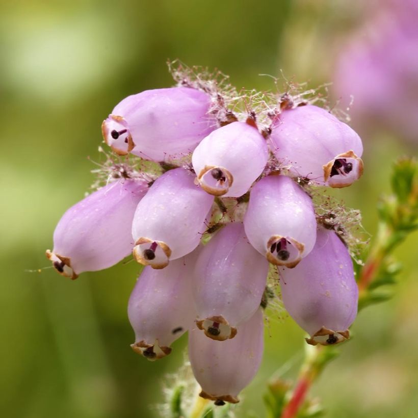 Erica tetralix - Heath (Flowering)