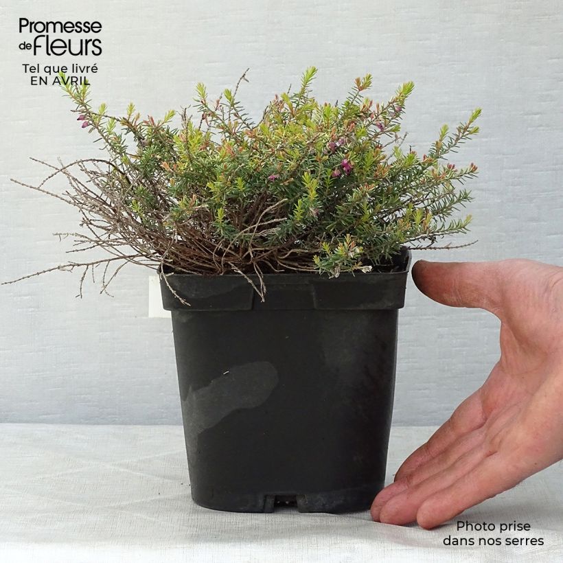 Erica darleyensis Eva Gold - Winter Heath 1.5L/2L potShipped height around 10/15cm sample as delivered in spring