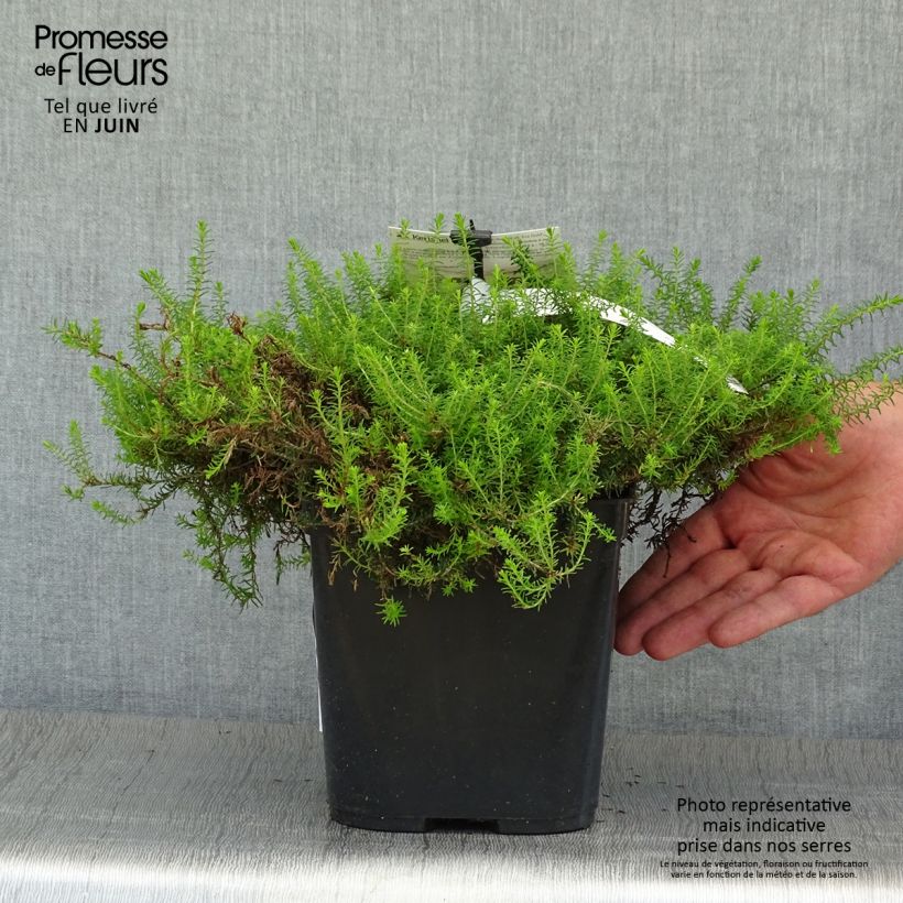 Erica darleyensis Eva Gold - Winter Heath 1L/1.5L pot sample as delivered in summer