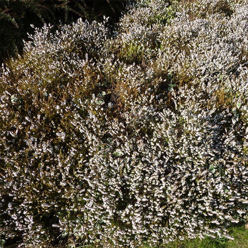 Erica darleyensis f.albiflora Silberschmelze - Winter Heath (Plant habit)