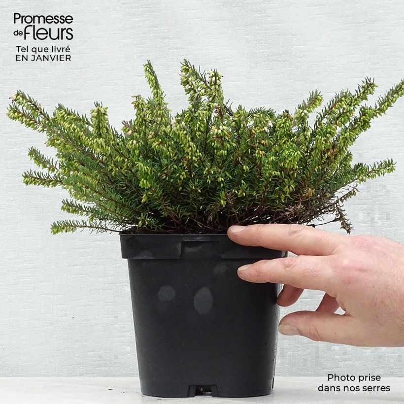 Erica x darleyensis Spring Surprise, bruyère Pot de 2L/3L sample as delivered in winter