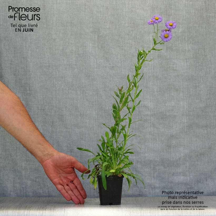 Erigeron speciosus Azure Beauty 8/9 cm pot sample as delivered in summer