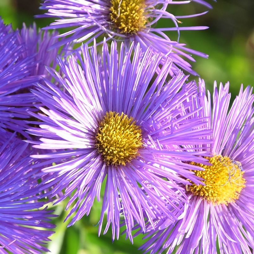 Erigeron Dignity (Flowering)