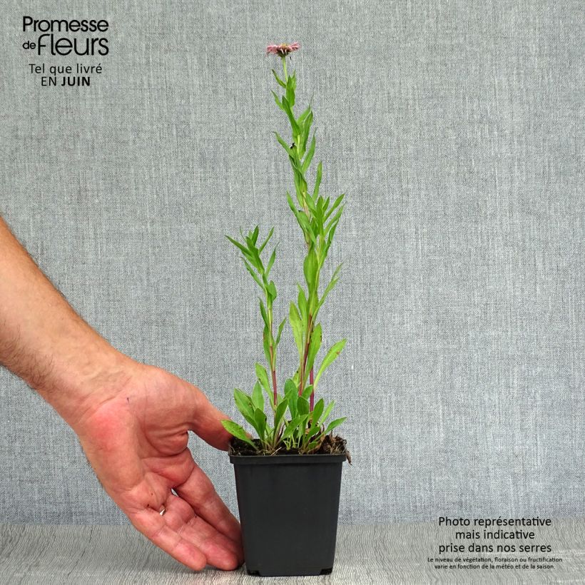 Erigeron Rosa Triumph - Vergerette Godet de 9cm sample as delivered in summer